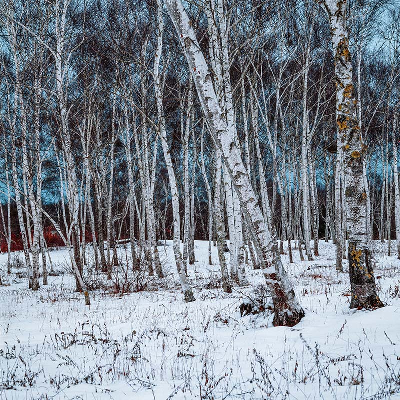 雪の白樺林